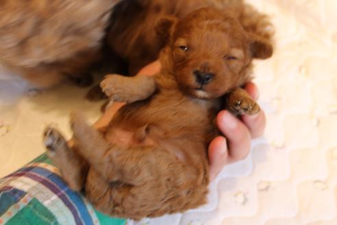 成約済の愛知県のトイプードル-69522の27枚目