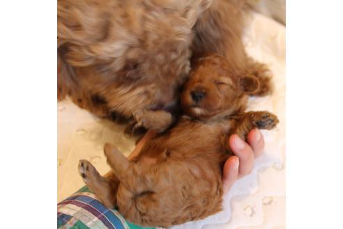 成約済の愛知県のトイプードル-69522の26枚目