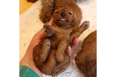 成約済の愛知県のトイプードル-69447の28枚目