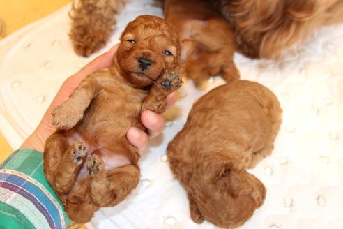 成約済の愛知県のトイプードル-69447の27枚目