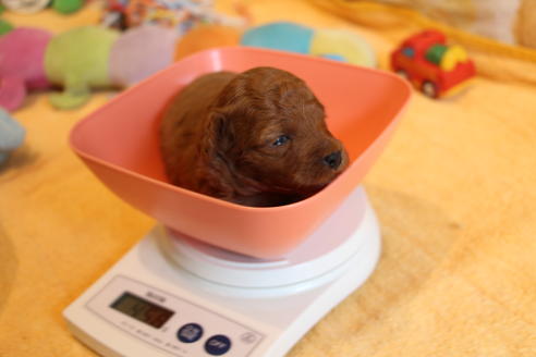 成約済の愛知県のトイプードル-69447の26枚目