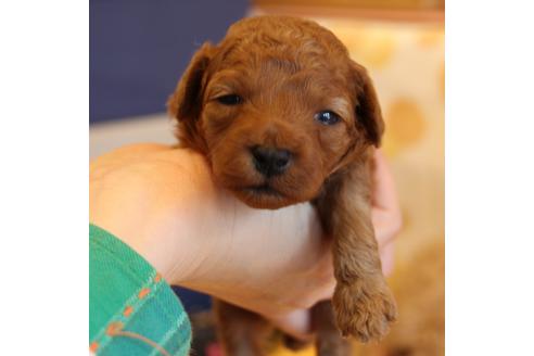 成約済の愛知県のトイプードル-69521の28枚目