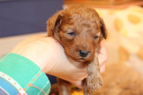 成約済の愛知県のトイプードル-69521の27枚目