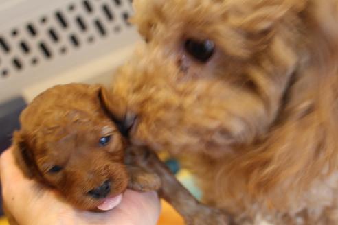 成約済の愛知県のトイプードル-69521の26枚目