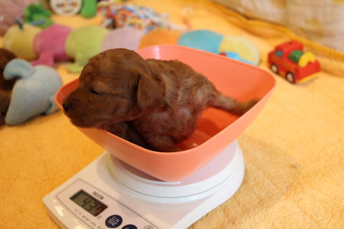 成約済の愛知県のトイプードル-69521の25枚目