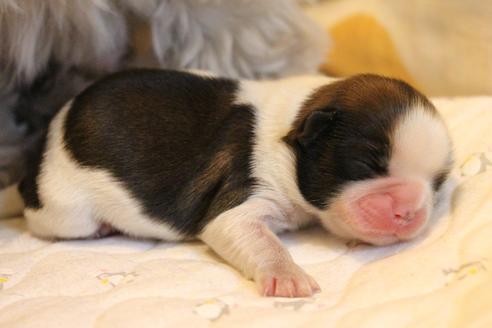 成約済の愛知県のシーズー-69938の9枚目