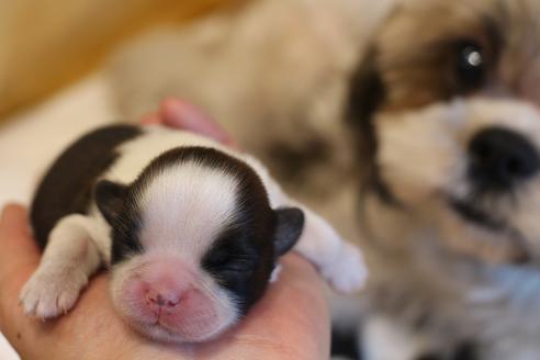 成約済の愛知県のシーズー-69938の8枚目