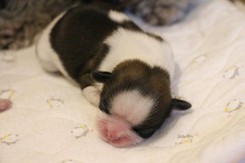 成約済の愛知県のシーズー-69938の7枚目