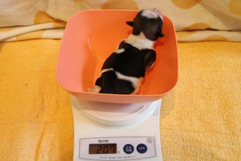 成約済の愛知県のシーズー-69938の6枚目