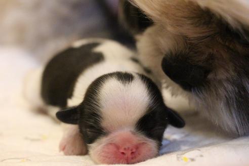 成約済の愛知県のシーズー-69939の8枚目