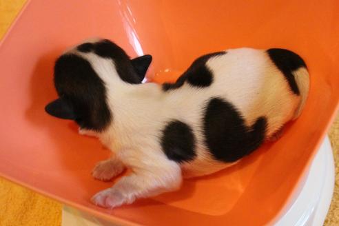 成約済の愛知県のシーズー-69939の7枚目