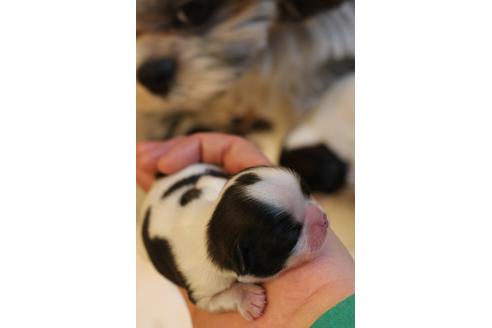 成約済の愛知県のシーズー-69939の5枚目