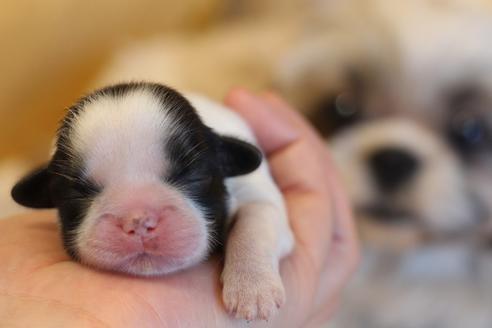 成約済の愛知県のシーズー-69940の35枚目