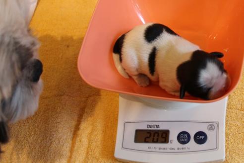 成約済の愛知県のシーズー-69940の34枚目