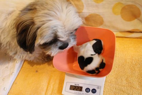 成約済の愛知県のシーズー-69940の33枚目