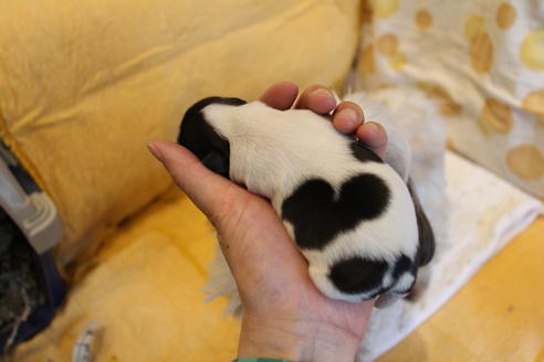 成約済の愛知県のシーズー-69940の32枚目