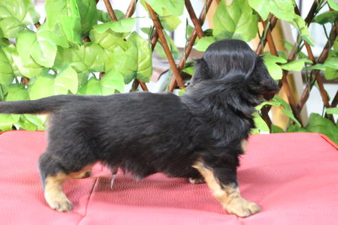 成約済の京都府のミニチュアダックスフンド(ロングヘアード)-69957の4枚目