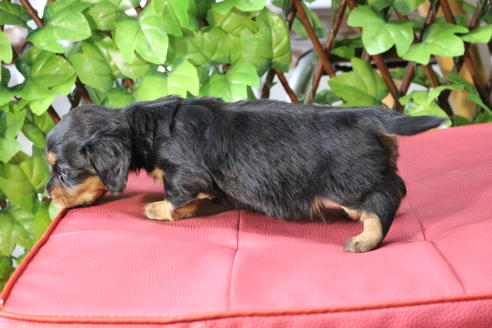 成約済の京都府のミニチュアダックスフンド(ロングヘアード)-69957の3枚目