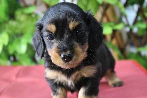 成約済の京都府のミニチュアダックスフンド(ロングヘアード)-69957の2枚目