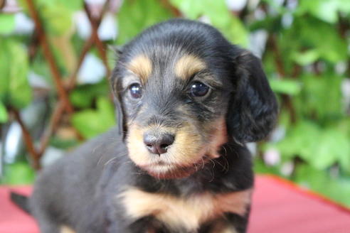 成約済の京都府のミニチュアダックスフンド(ロングヘアード)-69961の1枚目