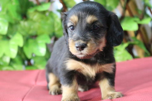 成約済の京都府のミニチュアダックスフンド(ロングヘアード)-69961の5枚目