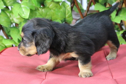 成約済の京都府のミニチュアダックスフンド(ロングヘアード)-69961の4枚目