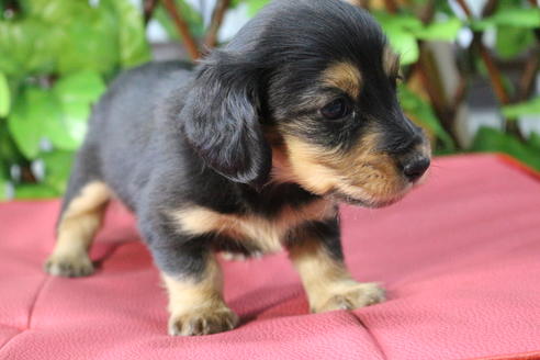 成約済の京都府のミニチュアダックスフンド(ロングヘアード)-69961の2枚目