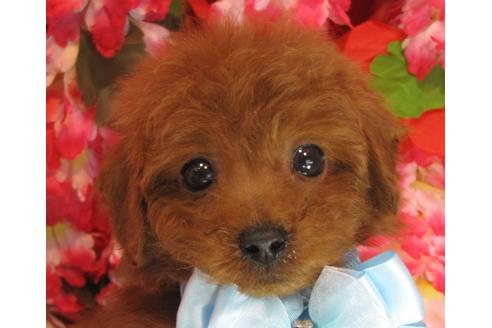 成約済の茨城県のトイプードル-69981の2枚目