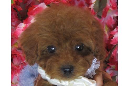 成約済の茨城県のトイプードル-69982の1枚目