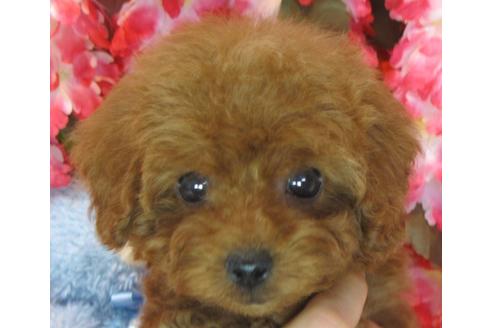 成約済の茨城県のトイプードル-69982の3枚目