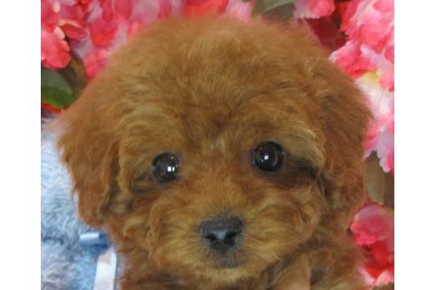 成約済の茨城県のトイプードル-69982の2枚目