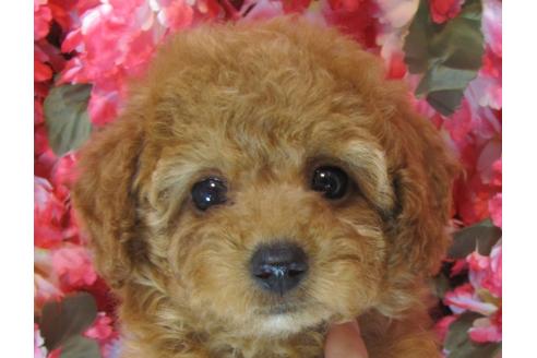 成約済の茨城県のトイプードル-69983の1枚目