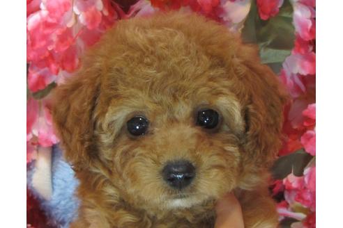 成約済の茨城県のトイプードル-69983の3枚目