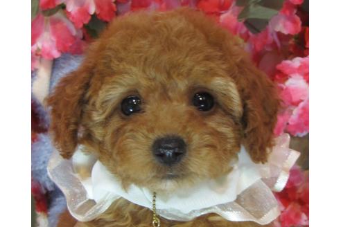 成約済の茨城県のトイプードル-69983の2枚目