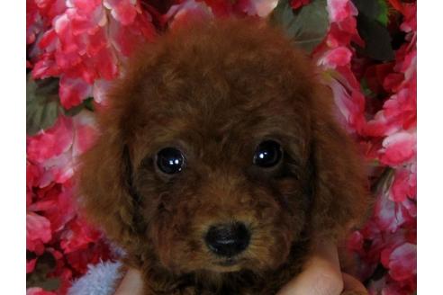 成約済の茨城県のトイプードル-69984の1枚目