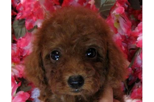 成約済の茨城県のトイプードル-69984の3枚目