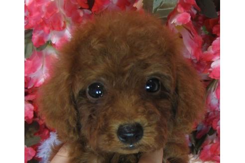 成約済の茨城県のトイプードル-69984の2枚目