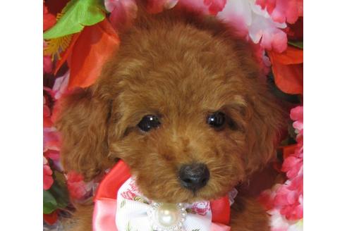 成約済の茨城県のトイプードル-69985の1枚目