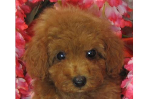 成約済の茨城県のトイプードル-69985の3枚目