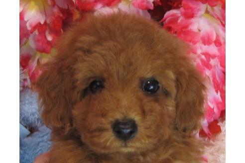 成約済の茨城県のトイプードル-69985の2枚目