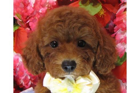 成約済の茨城県のトイプードル-69986の1枚目