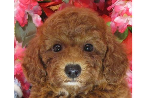 成約済の茨城県のトイプードル-69986の3枚目