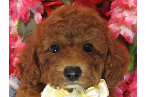 成約済の茨城県のトイプードル-69986の2枚目