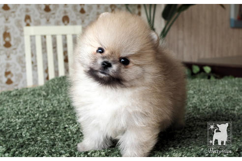 成約済の愛知県のポメラニアン-70006の8枚目