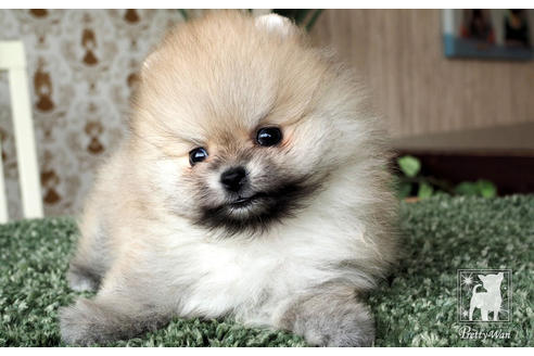 成約済の愛知県のポメラニアン-70006の1枚目