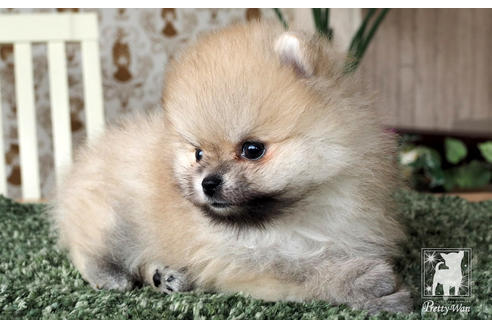 成約済の愛知県のポメラニアン-70006の7枚目