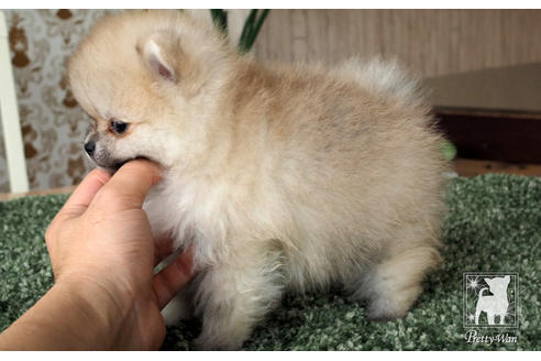 成約済の愛知県のポメラニアン-70006の6枚目