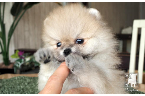 成約済の愛知県のポメラニアン-70006の5枚目