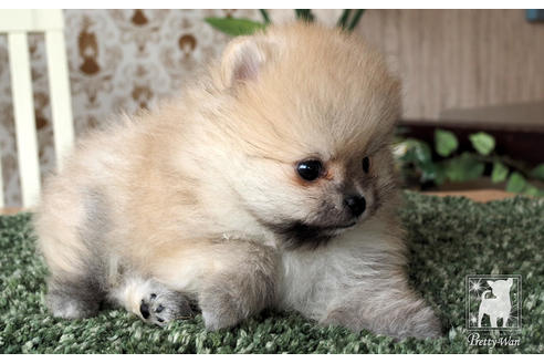 成約済の愛知県のポメラニアン-70006の4枚目