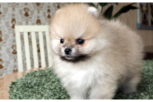 成約済の愛知県のポメラニアン-70006の3枚目